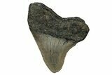 Juvenile Megalodon Tooth - North Carolina #351186-1